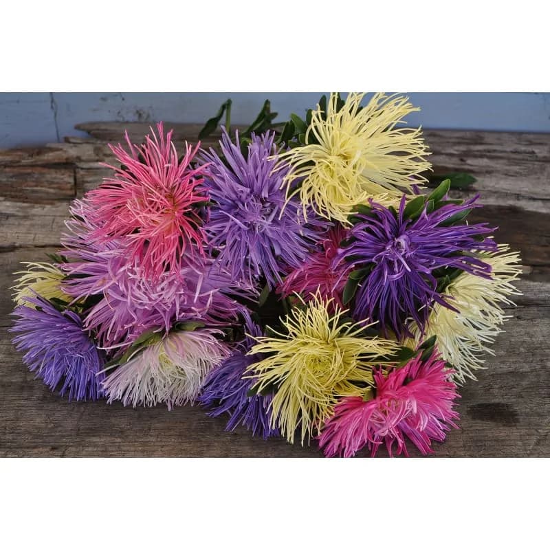 Valkyrie Mix Aster Seeds — Vibrant Pollinator-Friendly Blooms - View 4