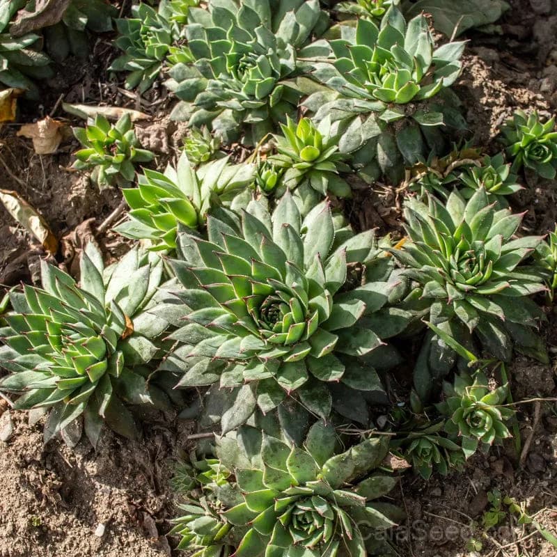Hens and Chicks Seeds — Hardy Succulent Ground Cover - View 1