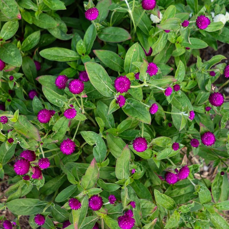 Globe Amaranth Seeds — Long-Lasting Dried Flowers - View 7