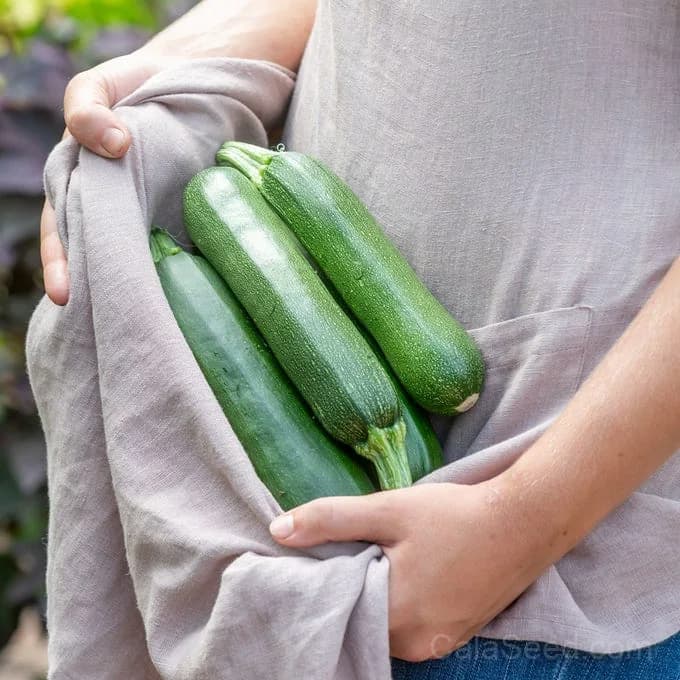 Fordhook Zucchini Seeds — High-Yield Summer Squash - View 3