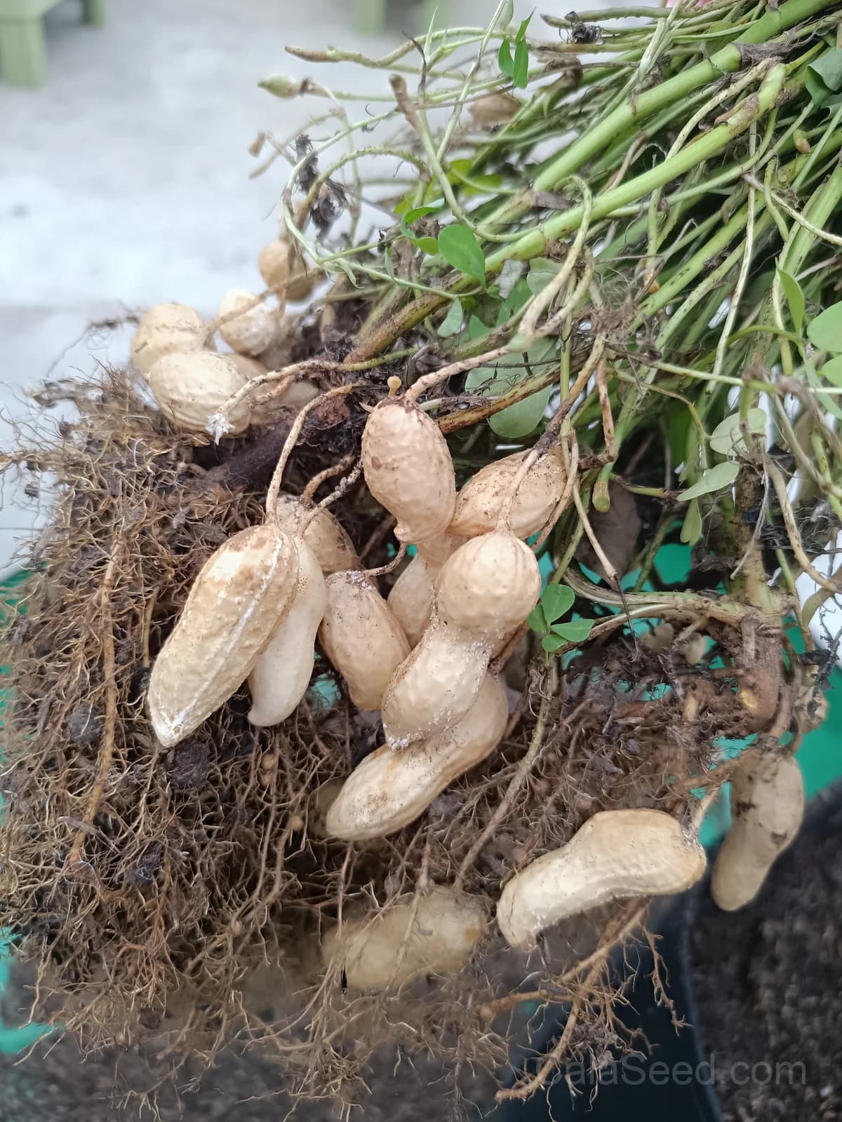 Jumbo Virginia Peanut Seeds — Large Nut Yields - View 2