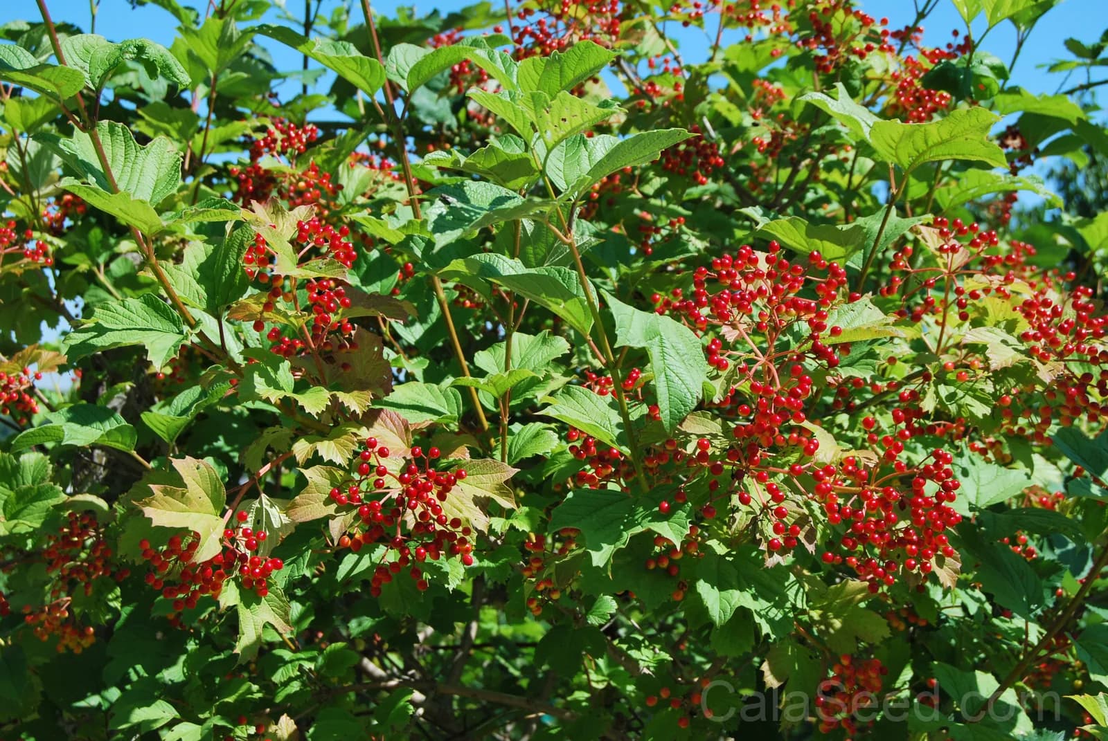 American Highbush Cranberry 'Viburnum Trilobum' Seeds — Red Fruit White Shrub - View 5
