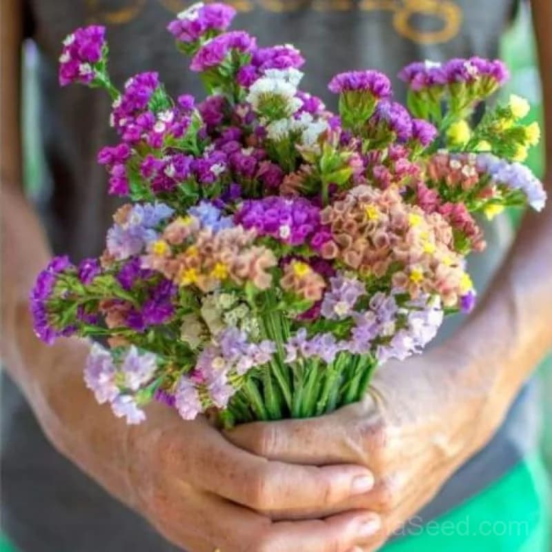 Statice 'Mixture' Seeds — Vibrant Everlasting Cut Flowers - View 1