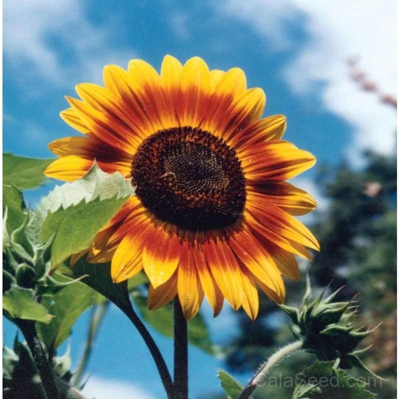 Autumn Beauty Sunflower Seeds — Vibrant Multi-Colored Blooms - View 3