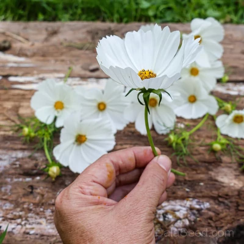 Purity Cosmos Seeds — Pure White Petals - View 4