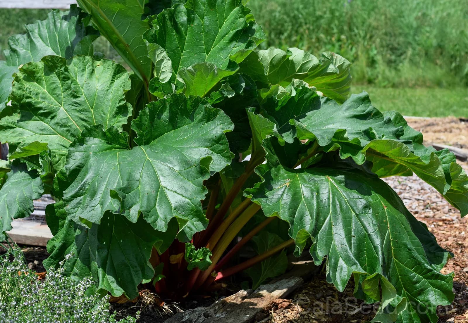 Glaskins Perpetual Rhubarb Seeds — Classic Pieplant Vegetable - View 4