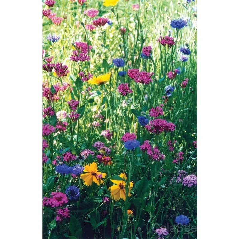 North American Wildflower Mix Seeds — Native Pollinator Blend - View 2