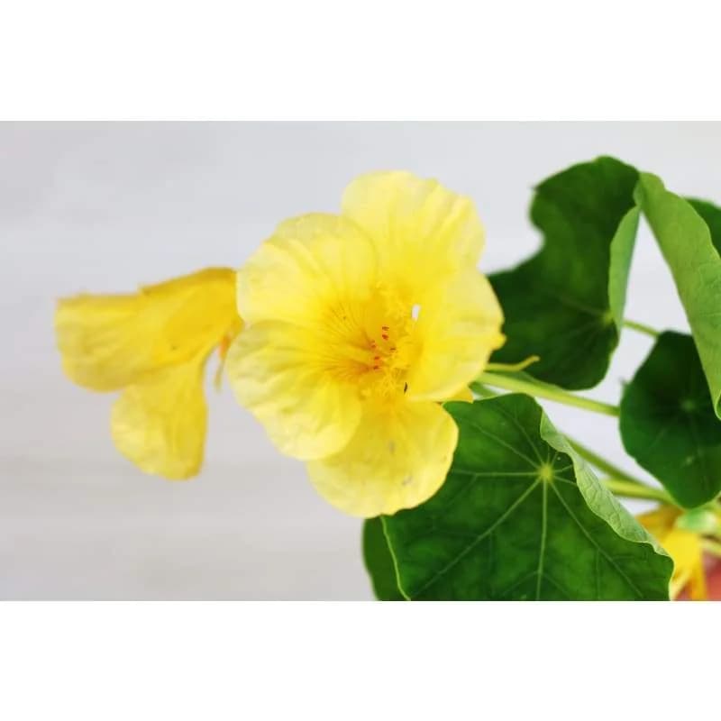 Moonlight Nasturtium Seeds — Edible Flowers & Trailing Vines - View 4