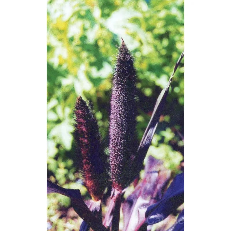 Purple Majesty Ornamental Millet Seeds — Dramatic Dark Foliage - View 2
