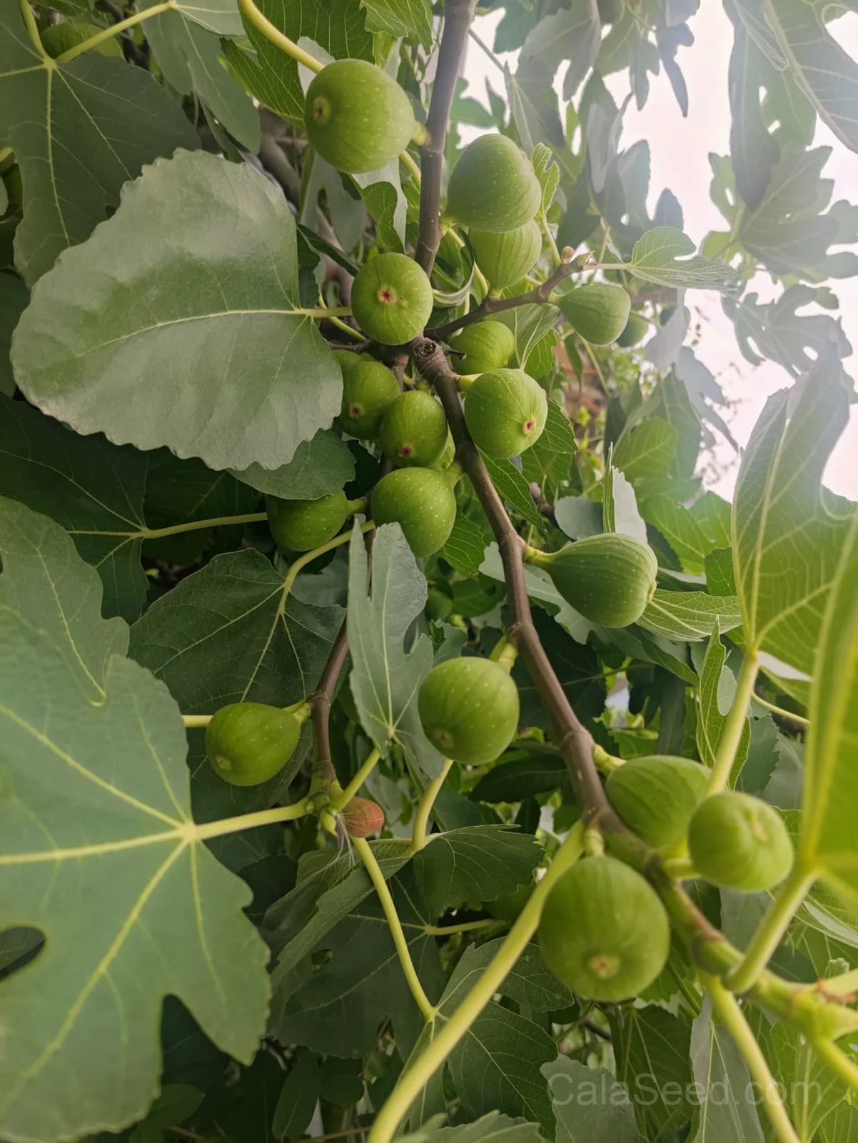 Fig 'Green' Seeds — Sweet Honeyed Fruit - View 5