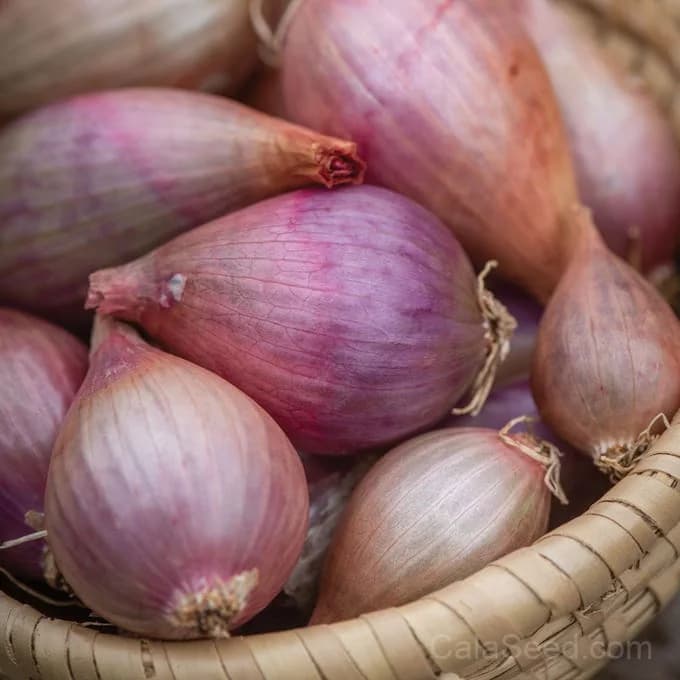 Davidor Shallots Seeds — Gourmet French Culinary Bulb - View 3