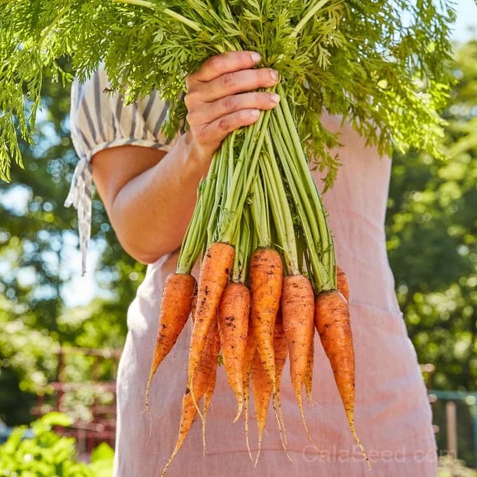Danvers 126 Carrot Seeds — Classic Heirloom Root Vegetable - View 4