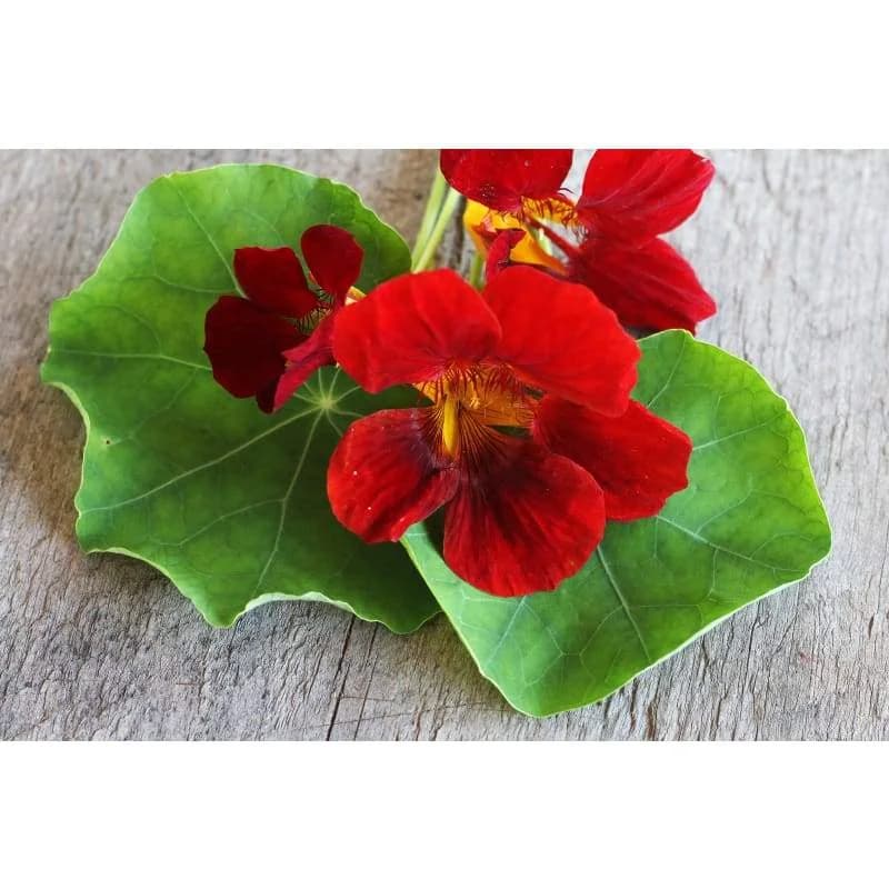 Black Velvet Nasturtium Seeds — Dark Velvety Blooms - View 5