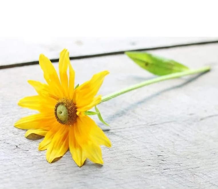 Prairie Sun 'Prairie Sun' Rudbeckia Seeds — Bright Yellow Blooms - View 4