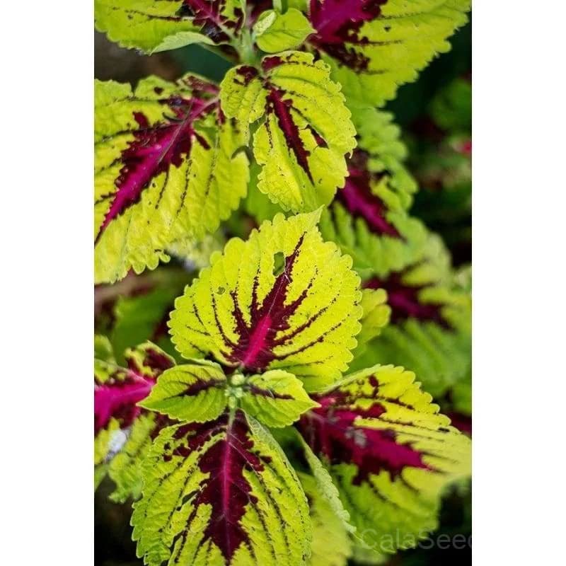 Kong Series Mix Coleus Seeds — Vibrant Foliage Shade Garden - View 3