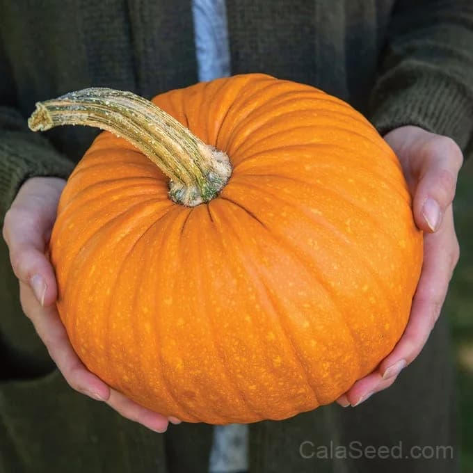 Small Sugar Pumpkin Seeds — Classic Pie Baking Heirloom - View 2