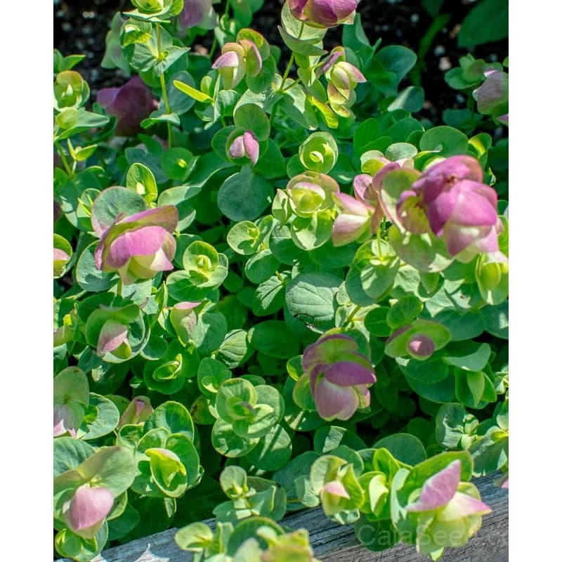 Kirigami Ornamental Oregano Seeds — Cascading Foliage Accent - View 3