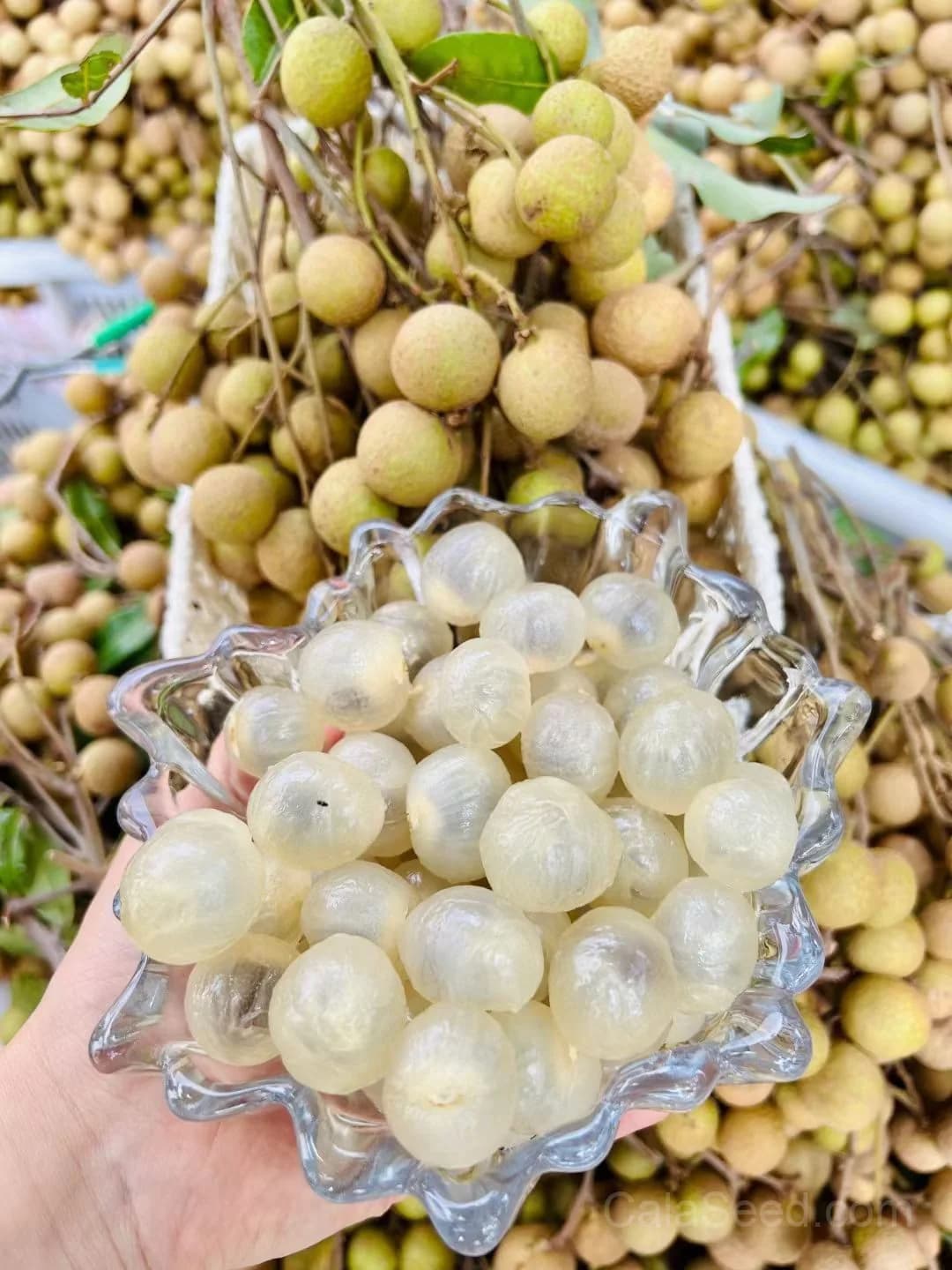 Longan 'Dimocarpus' Seeds — Sweet Tropical Fruit - View 4