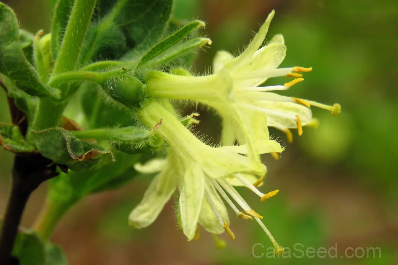 Blue Honeysuckle 'Honeyberry' Seeds — Edible Fruit Shrub - View 5