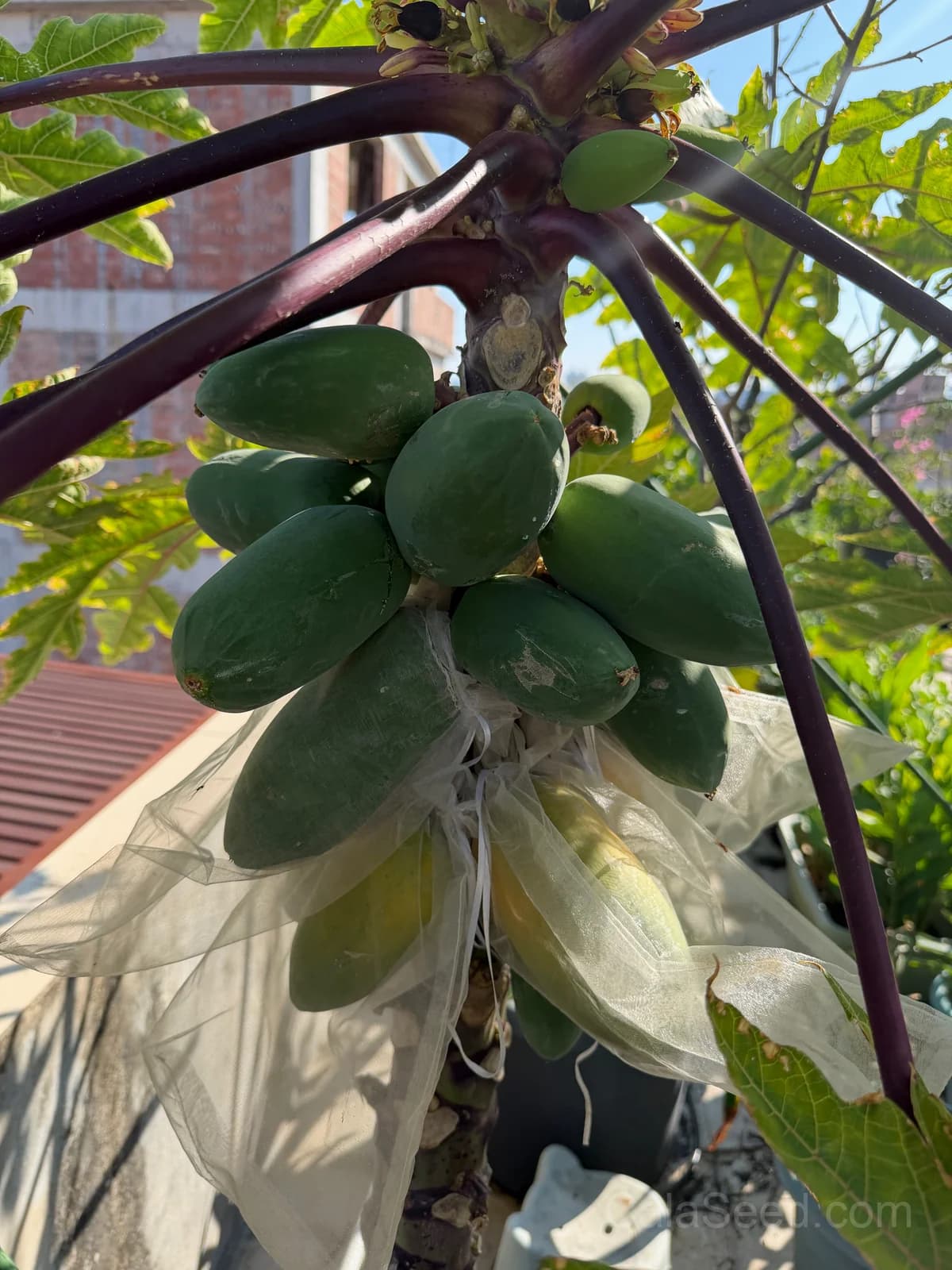 Carica Papaya Seeds — Tropical Fruit Tree - View 6