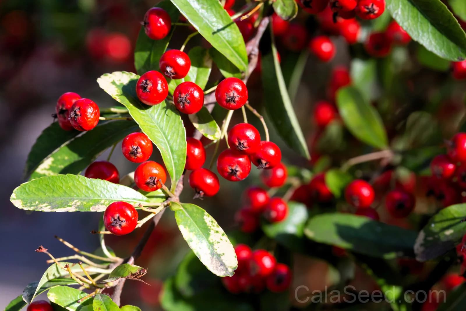 Red Chokeberry 'Aronia Arbutifolia' Seeds — White Flowers Edible Fruit - View 2