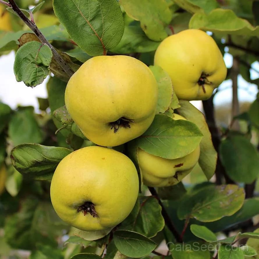 Quince Seeds — Aromatic Golden Fruit - View 2