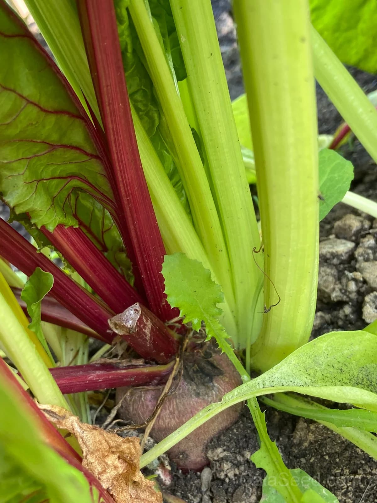 Chioggia Beet Seeds — Candy-Striped Heirloom Root - View 6