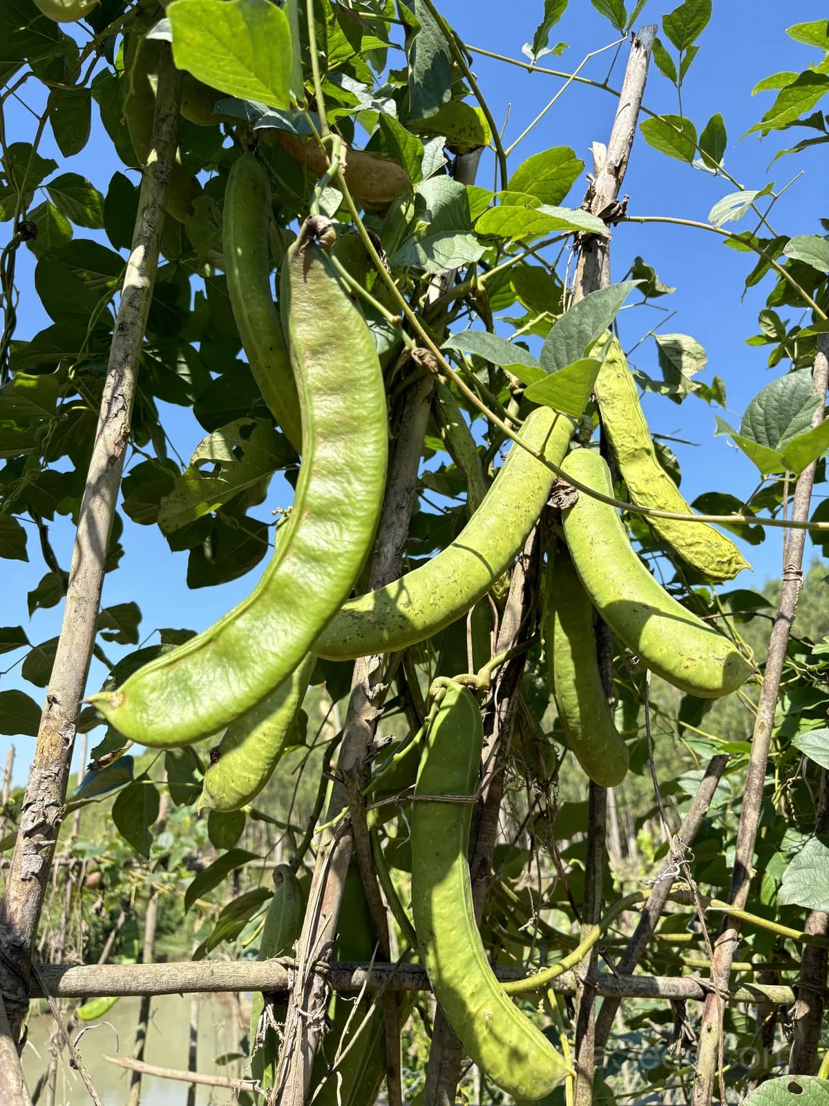 Lima Burpee's Bush Bean Seeds — Compact High-Yield Vegetable - View 2