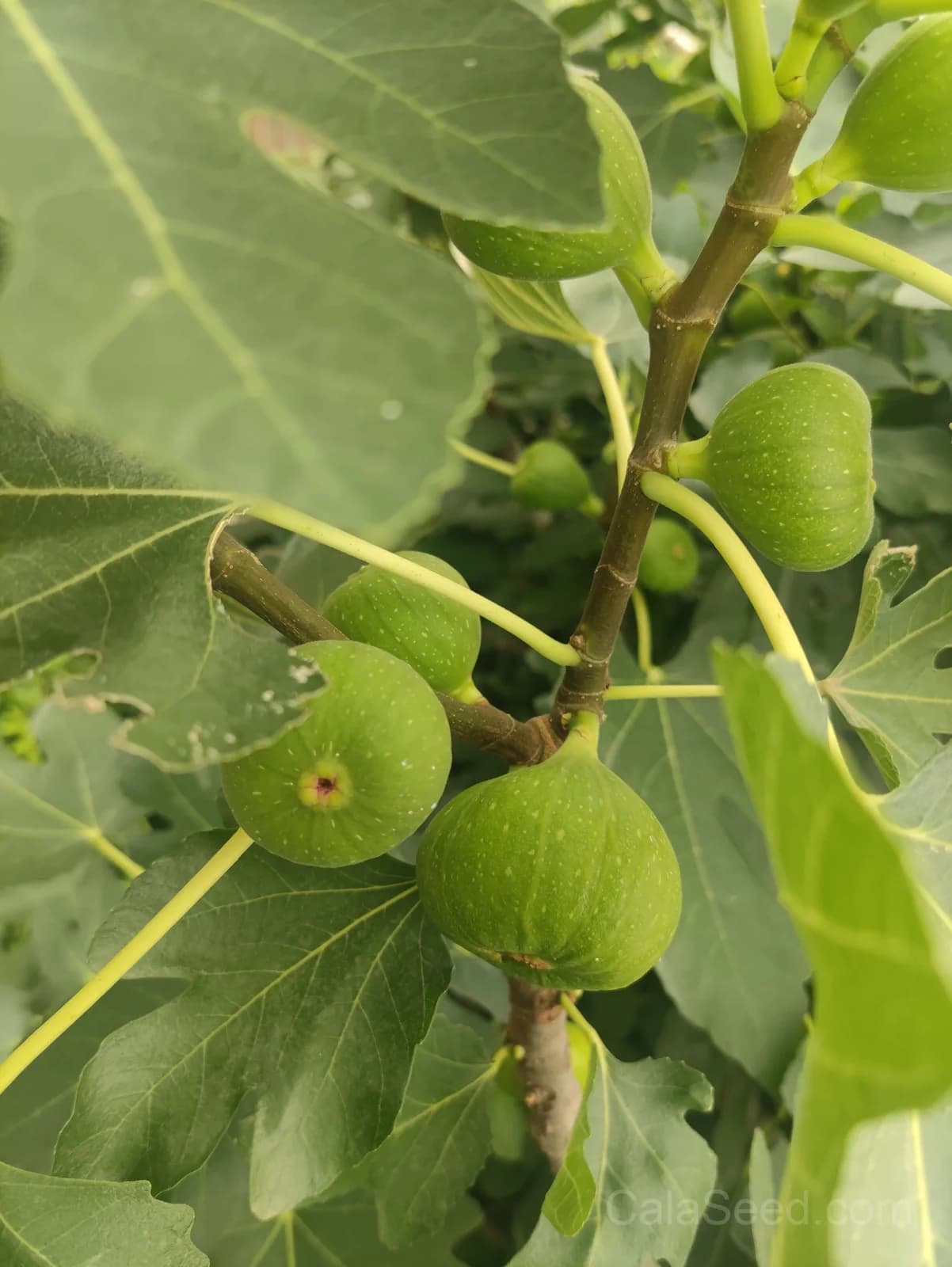 Fig 'Green' Seeds — Sweet Honeyed Fruit - View 6