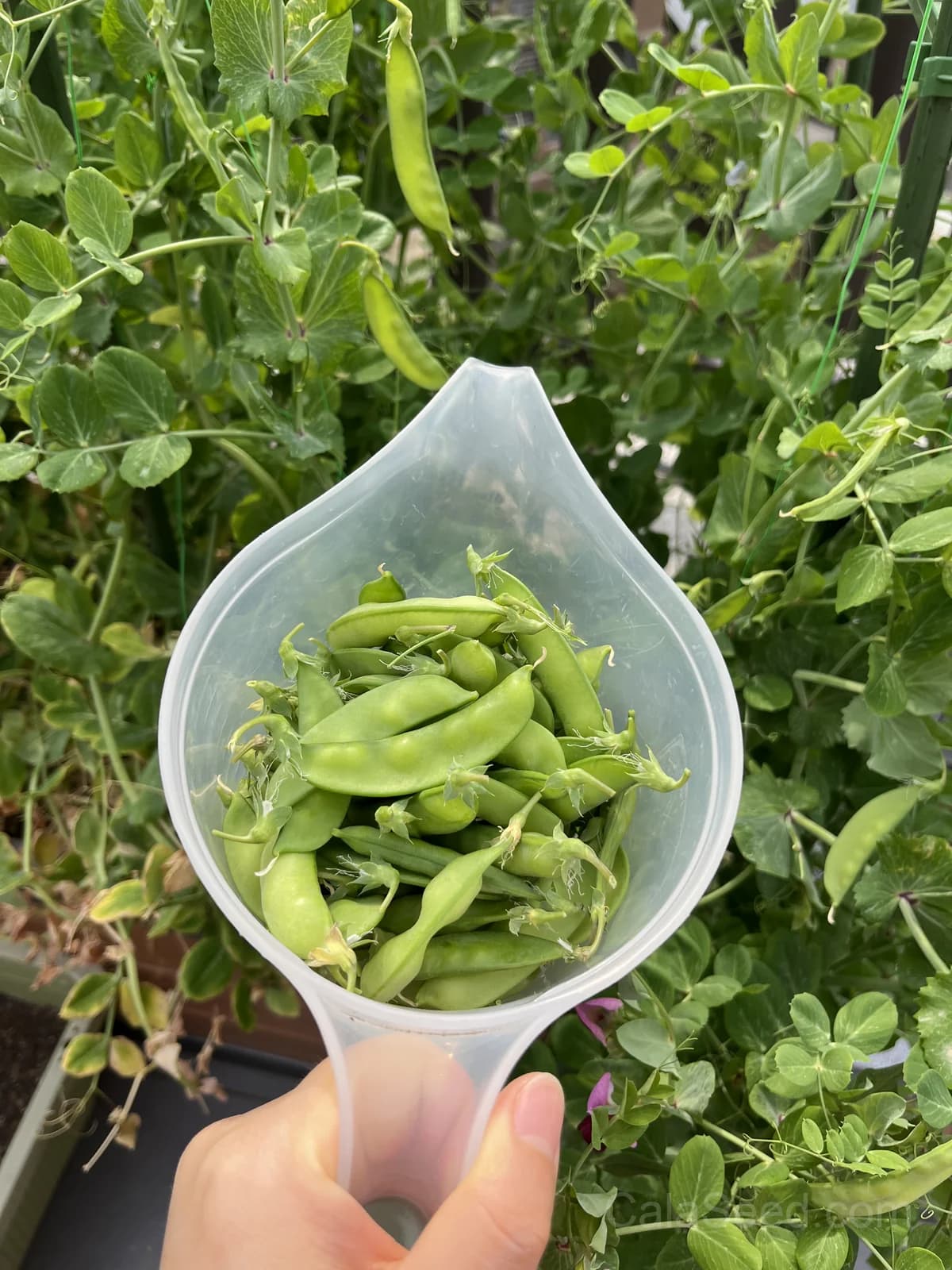 Oregon Sugar Pod II Pea Seeds — Sweet Snow Pea Variety - View 7