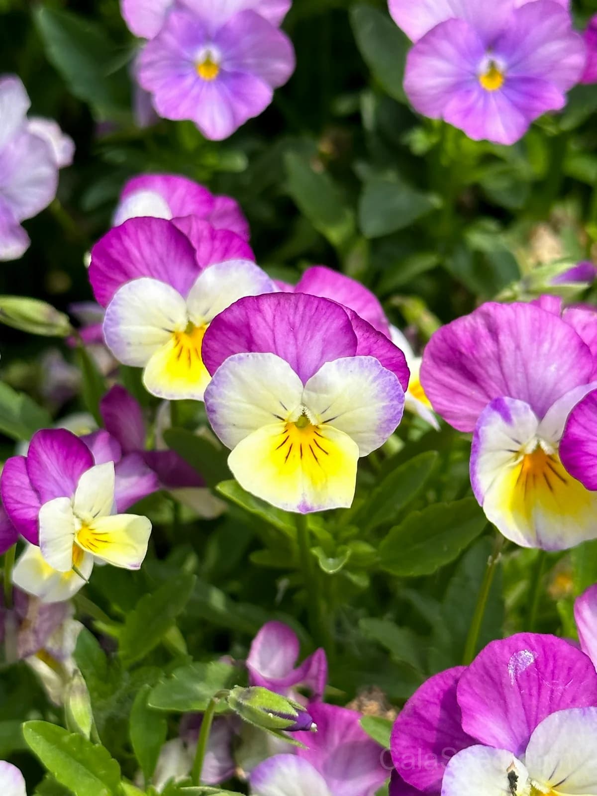 Cool Wave Berries n' Cream Pansy Seeds — Trailing Bicolor Flower Mix - View 9