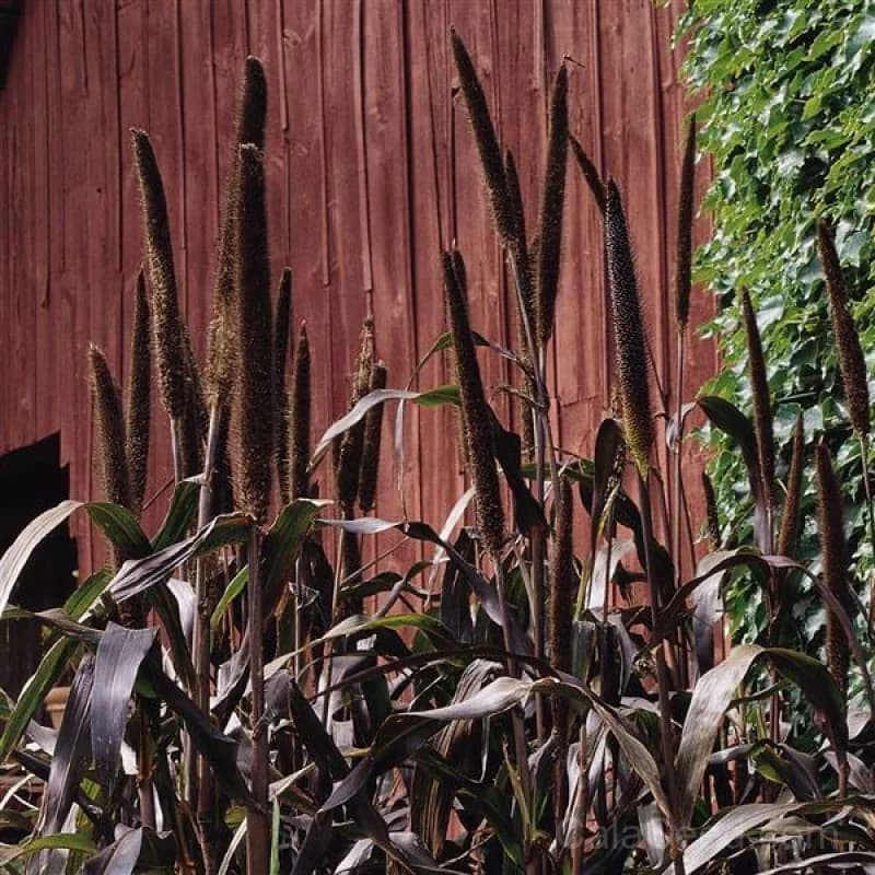 Purple Majesty Ornamental Millet Seeds — Dramatic Dark Foliage - View 1