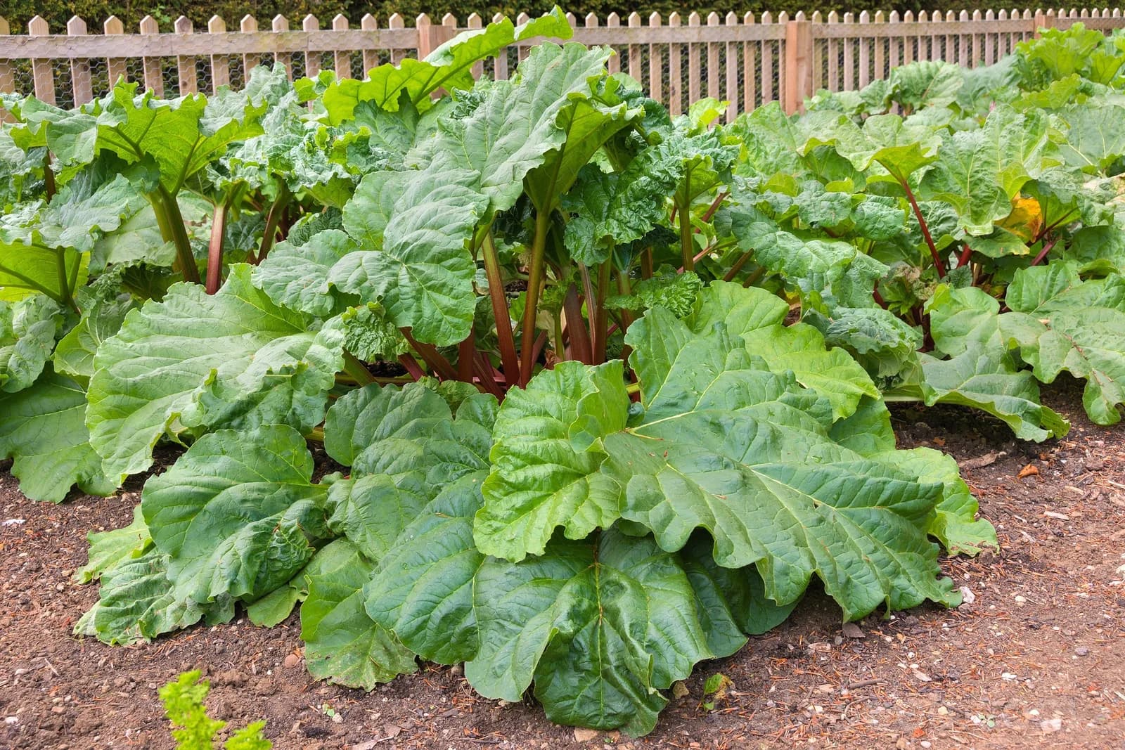 Victoria Rhubarb Seeds — Classic Pieplant Perennial - View 5