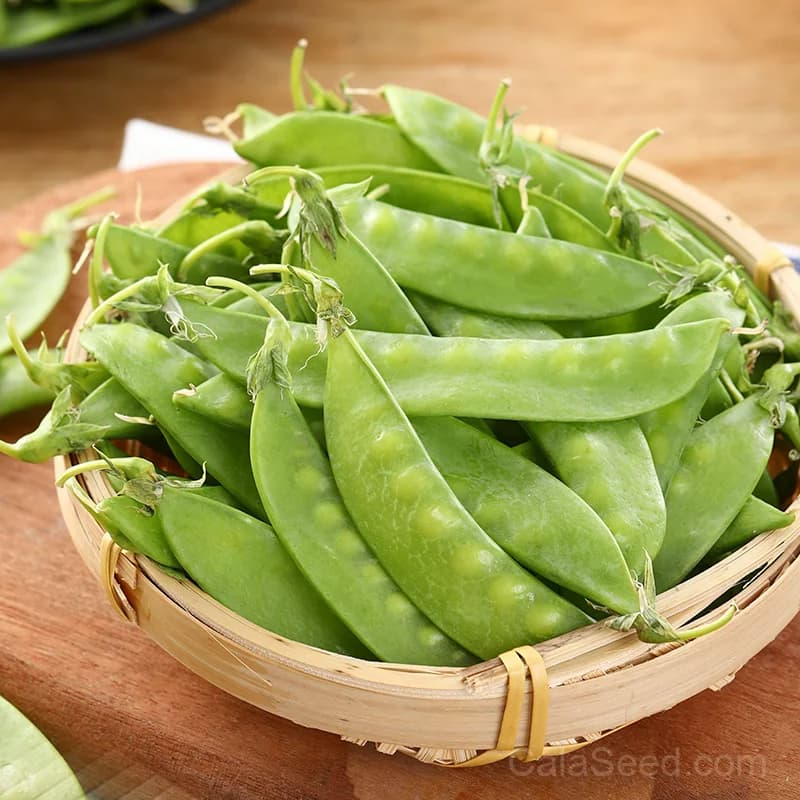 Oregon Sugar Pod II Pea Seeds — Sweet Snow Pea Variety - View 5