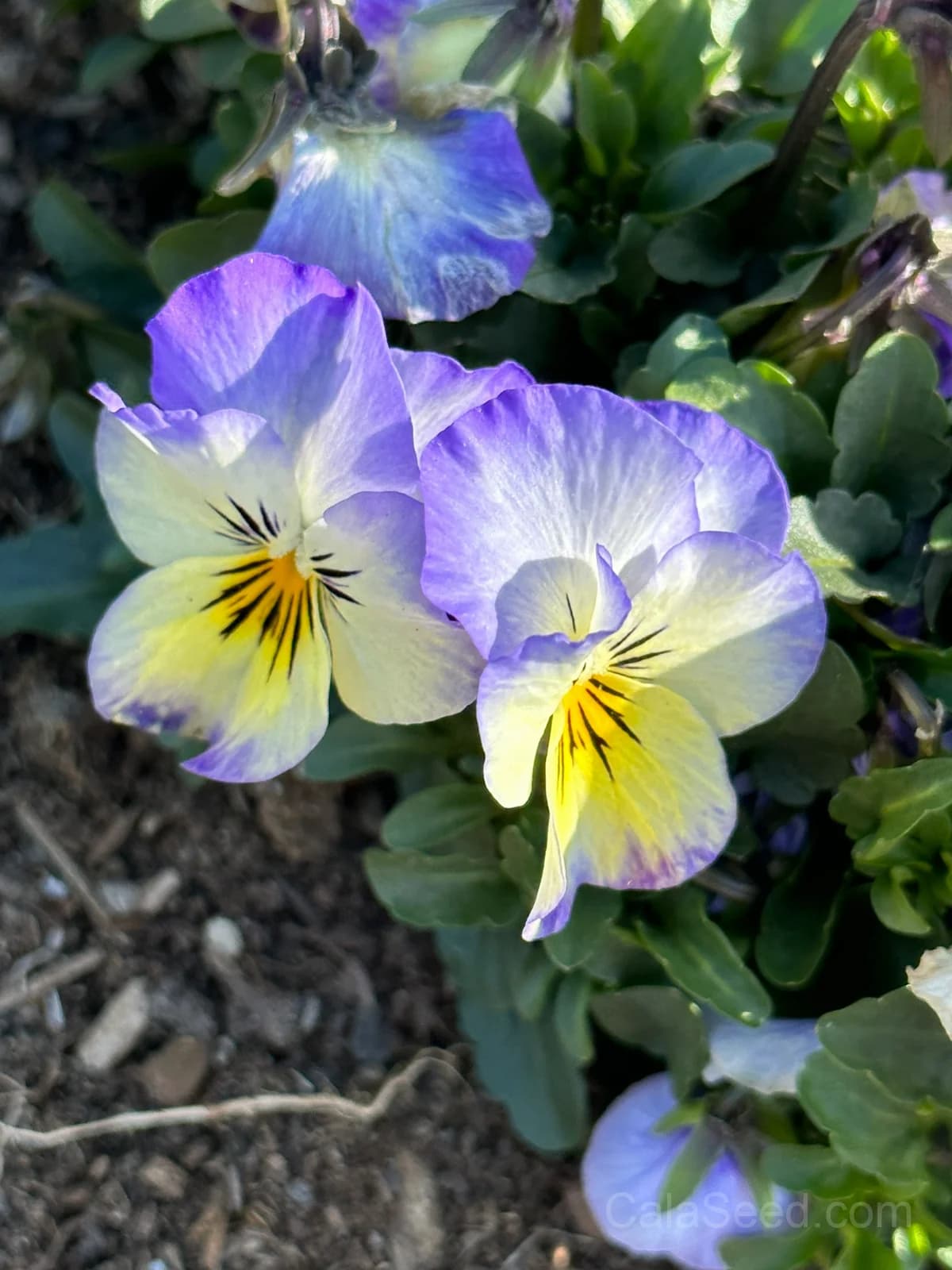 Cool Wave Berries n' Cream Pansy Seeds — Trailing Bicolor Flower Mix - View 4