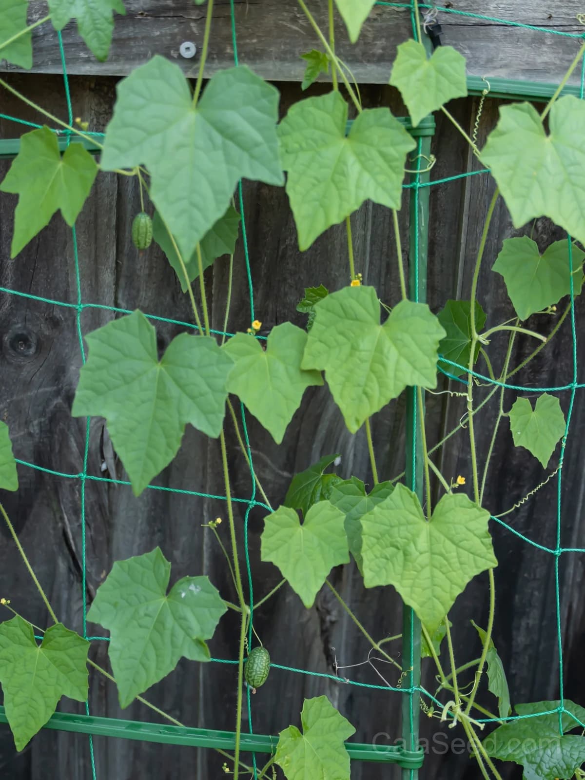 Cucamelon 'Melothria Scabra' Seeds β Mini Mexican Gherkin Vine - View 4
