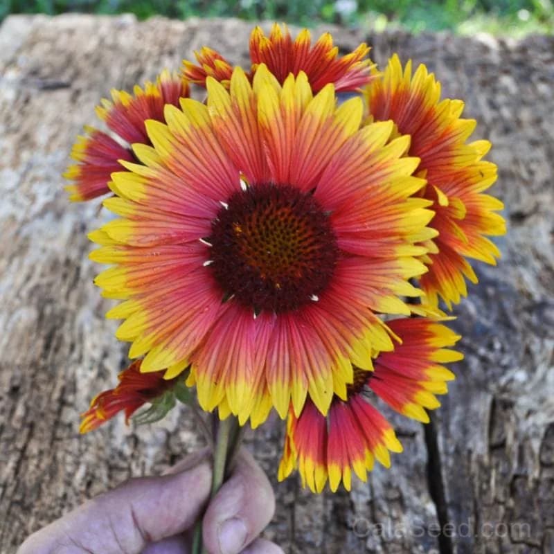 Blanket Flower Seeds — Native Perennial Wildflower - View 1