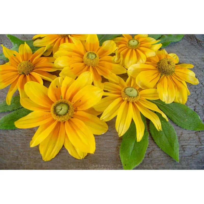 Prairie Sun 'Prairie Sun' Rudbeckia Seeds — Bright Yellow Blooms - View 3
