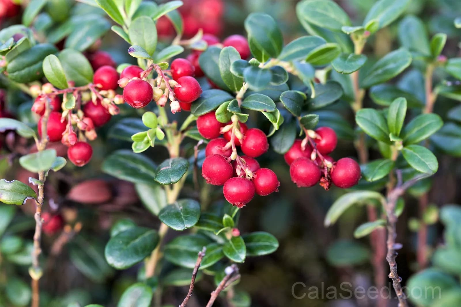 Lingonberry 'Mountain Cranberry' Seeds — Dwarf Evergreen Edible Fruit - View 9