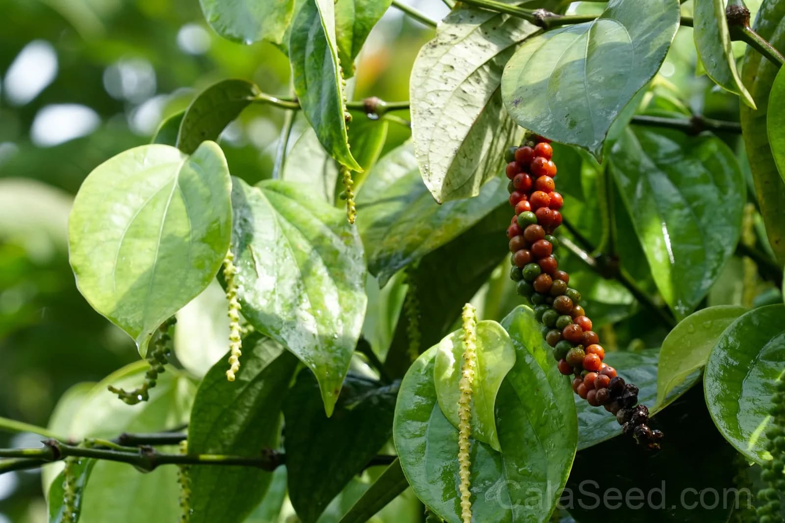 Black Peppercorn 'Piper Nigrum' Seeds — Spice Vine for Cooking - View 6