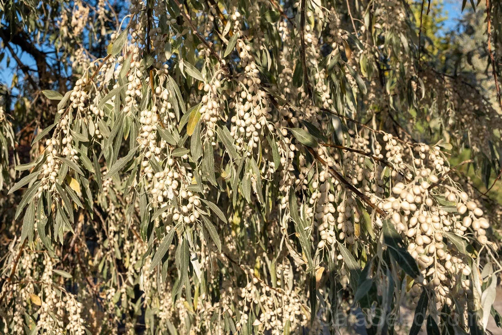 American Silverberry 'Wolf Willow' Seeds — Edible Wild Berry Shrub - View 6
