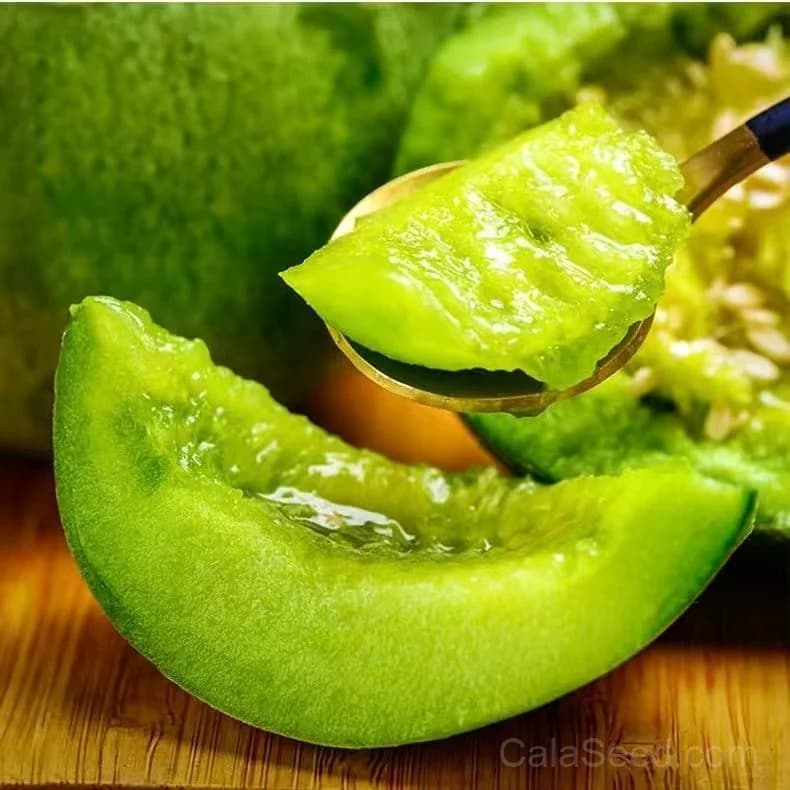 Melon 'Ogen' Seeds β Sweet Israeli Heirloom Fruit - View 7