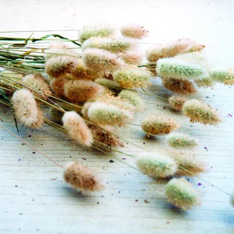 Bunny Tail Grass Seeds — Ornamental Fluffy Plumes - View 2