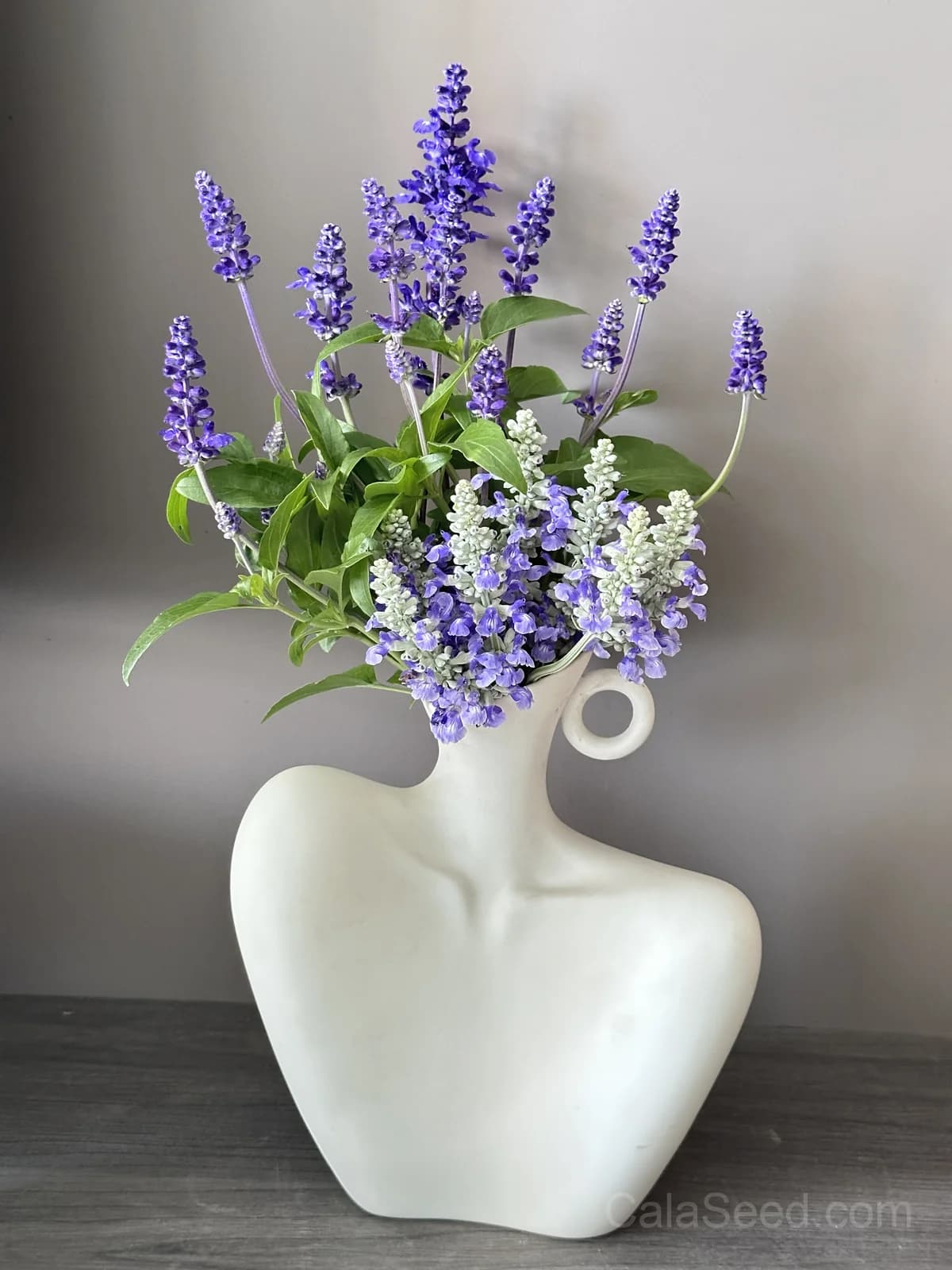 Blue Bedder Salvia Seeds — Compact Blue Flowering Perennial - View 3