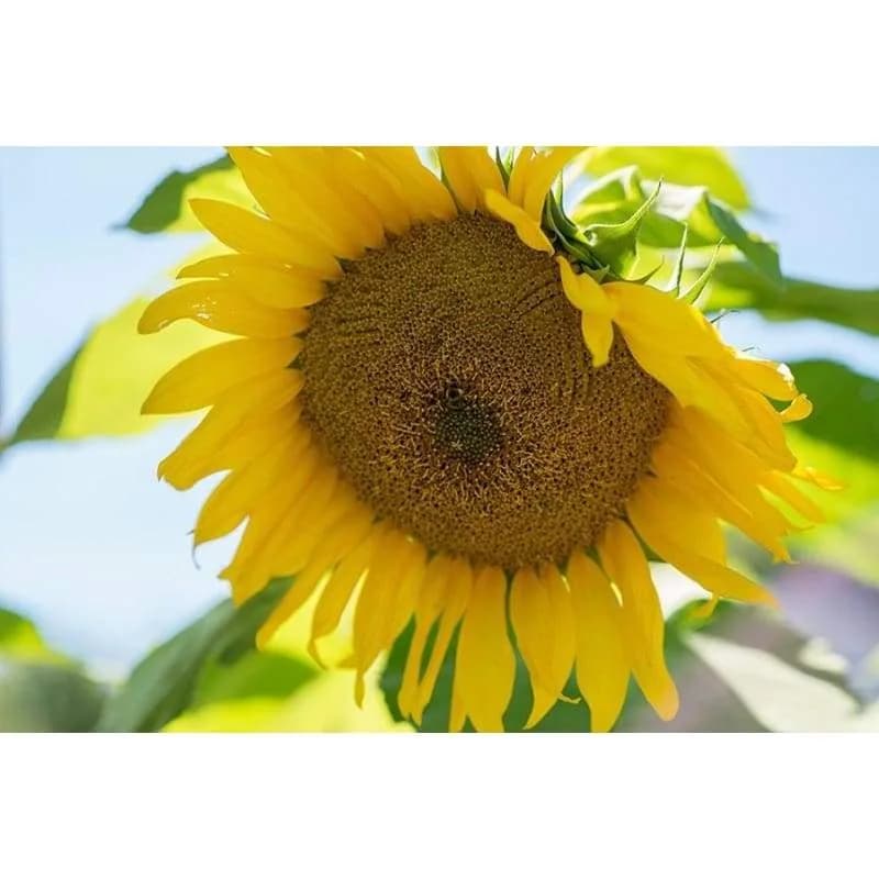 Giant Gray Stripe Sunflower Seeds — Massive Heirloom Bloom - View 2
