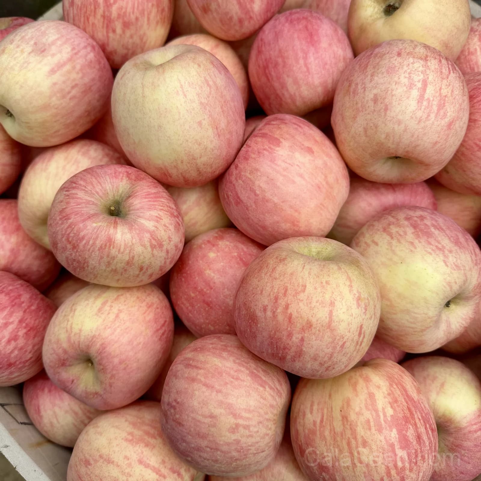 Apple 'Penn Inn Pippin' Seeds — Heirloom American Dessert Apple - View 3
