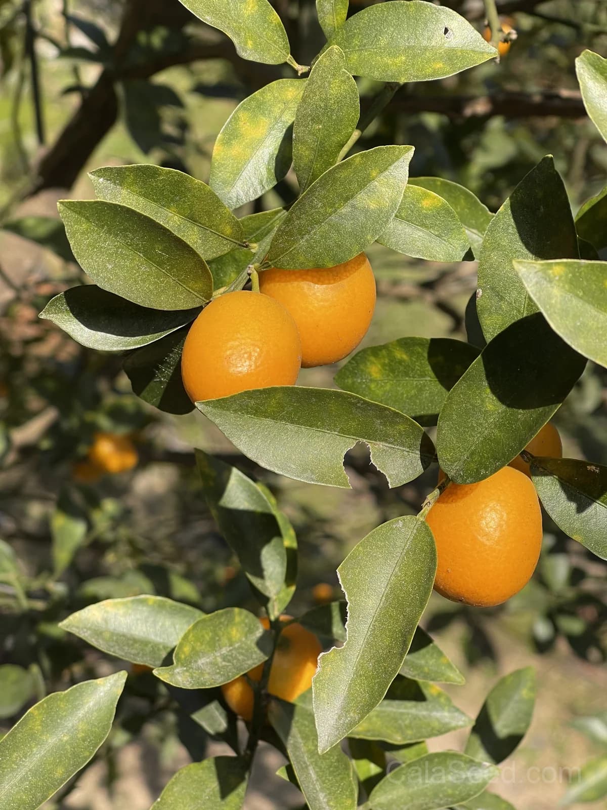 Kumquat 'Nagami' Seeds — Sweet-Tart Edible Peel Fruit - View 6