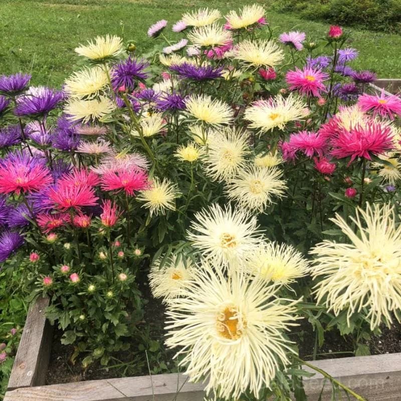 Valkyrie Mix Aster Seeds — Vibrant Pollinator-Friendly Blooms - View 5