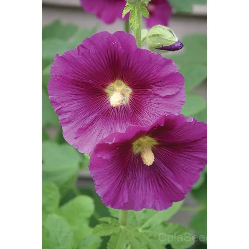 Antwerp Hollyhock Seeds — Classic Cottage Garden Bloom - View 8