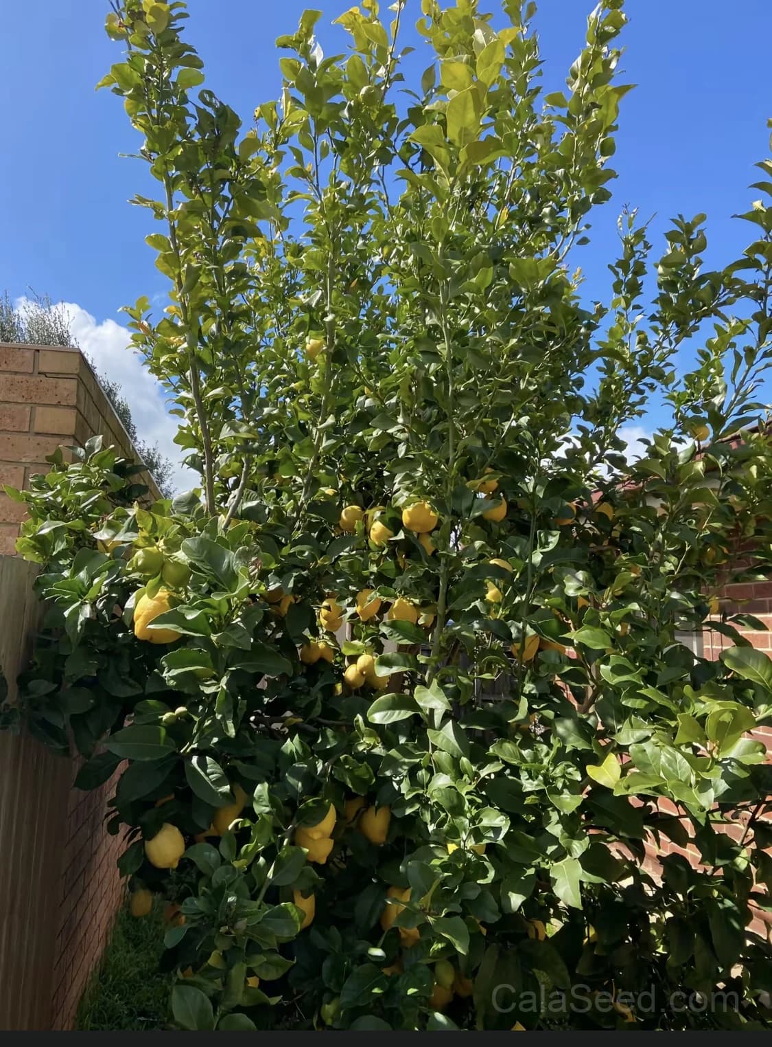 Lemon 'Citrus Limon' Seeds — Classic Citrus Fruit - View 8